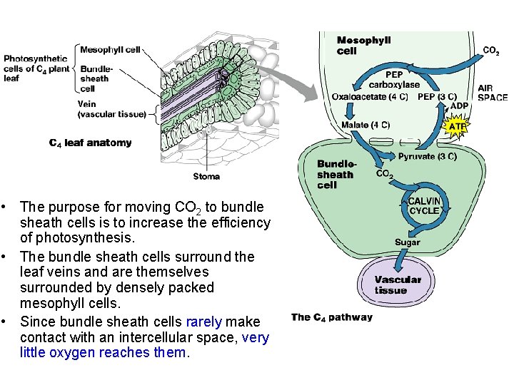  • The purpose for moving CO 2 to bundle sheath cells is to