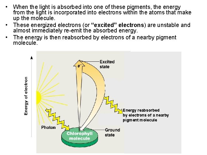  • When the light is absorbed into one of these pigments, the energy