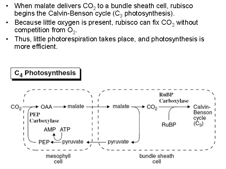  • When malate delivers CO 2 to a bundle sheath cell, rubisco begins