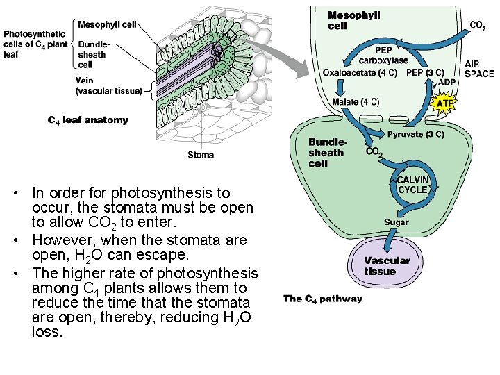  • In order for photosynthesis to occur, the stomata must be open to