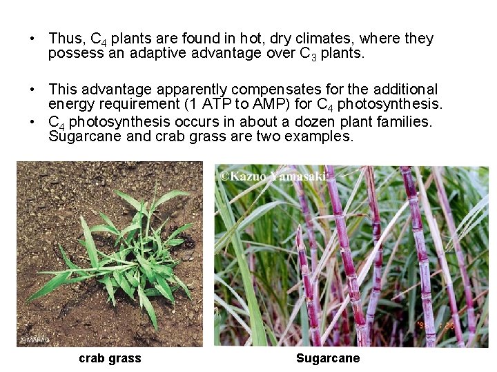  • Thus, C 4 plants are found in hot, dry climates, where they