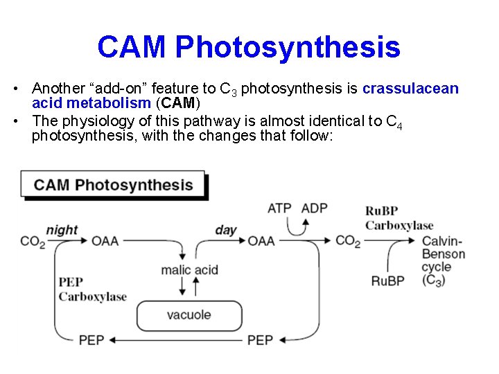 CAM Photosynthesis • Another “add-on” feature to C 3 photosynthesis is crassulacean acid metabolism