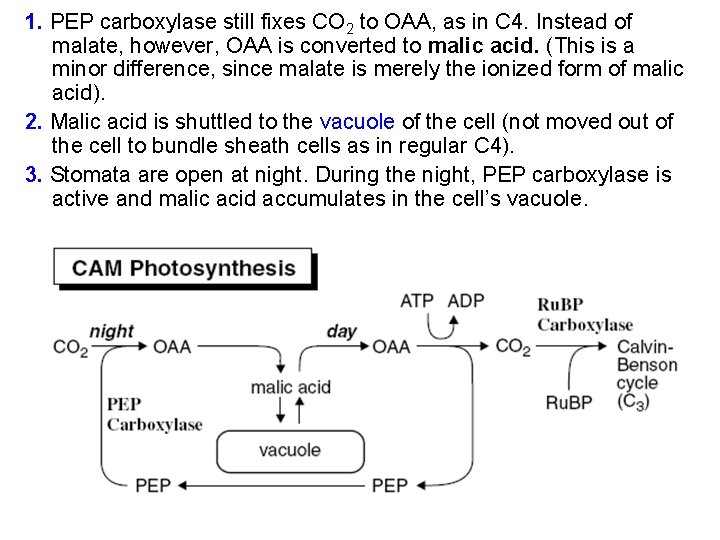 1. PEP carboxylase still fixes CO 2 to OAA, as in C 4. Instead