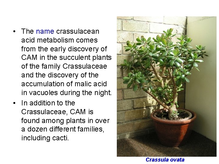  • The name crassulacean acid metabolism comes from the early discovery of CAM