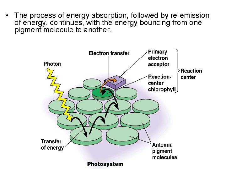  • The process of energy absorption, followed by re-emission of energy, continues, with