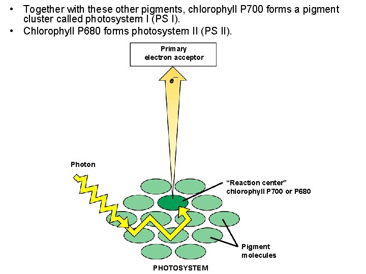  • Together with these other pigments, chlorophyll P 700 forms a pigment cluster