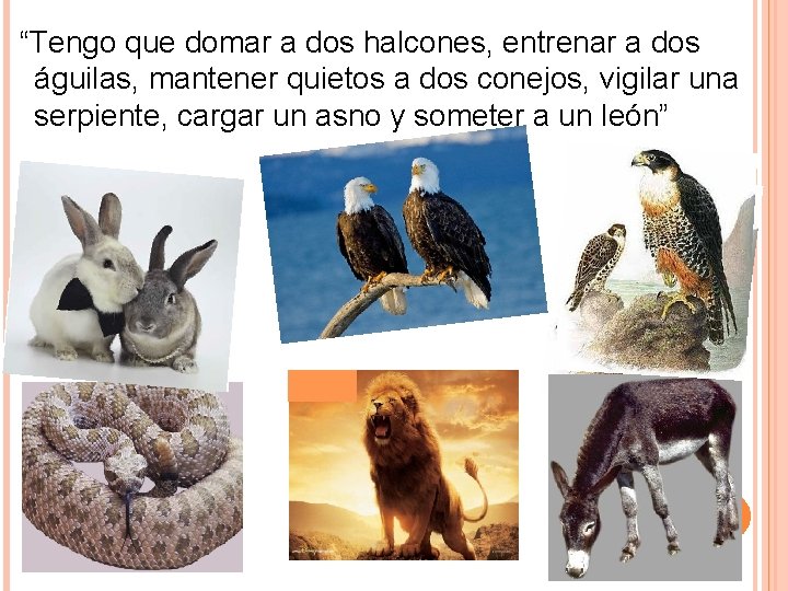 “Tengo que domar a dos halcones, entrenar a dos águilas, mantener quietos a dos “Tengo que domar a dos halcones, entrenar a dos águilas, mantener quietos a dos
