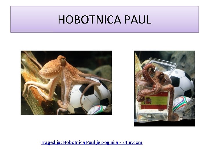 HOBOTNICA PAUL Tragedija: Hobotnica Paul je poginila - 24 ur. com 