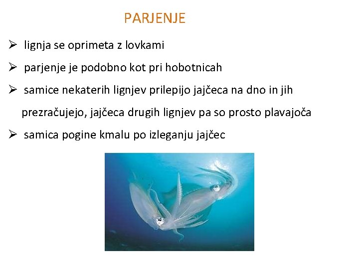 PARJENJE Ø lignja se oprimeta z lovkami Ø parjenje je podobno kot pri hobotnicah