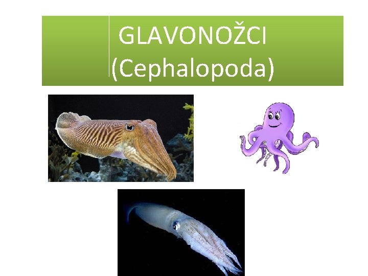 GLAVONOŽCI (Cephalopoda) 