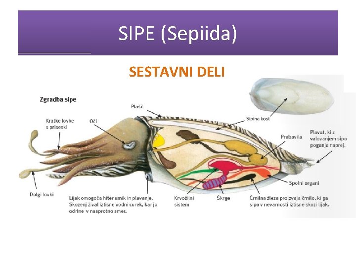 SIPE (Sepiida) SESTAVNI DELI 