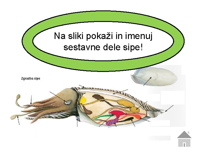 Na sliki pokaži in imenuj sestavne dele sipe! 