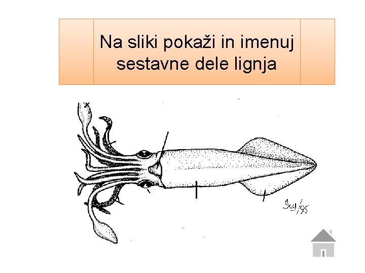 Na sliki pokaži in imenuj sestavne dele lignja 