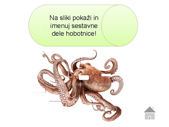 Na sliki pokaži in imenuj sestavne dele hobotnice! 