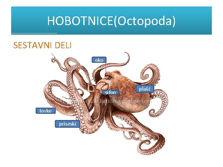 HOBOTNICE(Octopoda) SESTAVNI DELI oko sifon lovke priseski plašč 