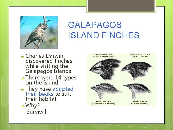 GALAPAGOS ISLAND FINCHES Charles Darwin discovered finches while visiting the Galapagos Islands There were