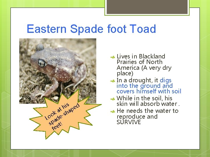 Eastern Spade foot Toad Lives in Blackland Prairies of North America (A very dry