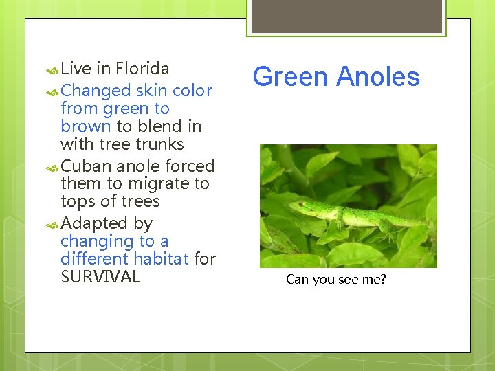  Live in Florida Changed skin color from green to brown to blend in