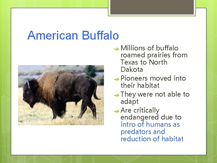 American Buffalo Millions of buffalo roamed prairies from Texas to North Dakota Pioneers moved