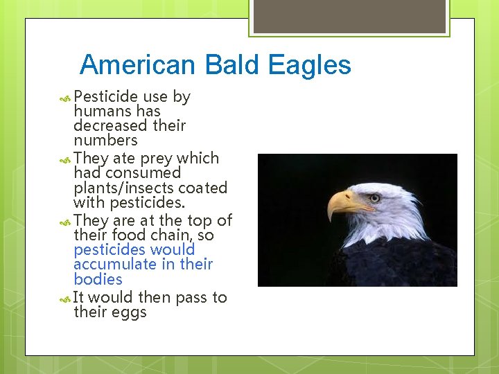 American Bald Eagles Pesticide use by humans has decreased their numbers They ate prey