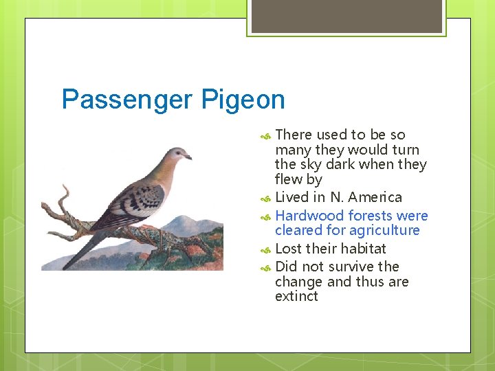 Passenger Pigeon There used to be so many they would turn the sky dark