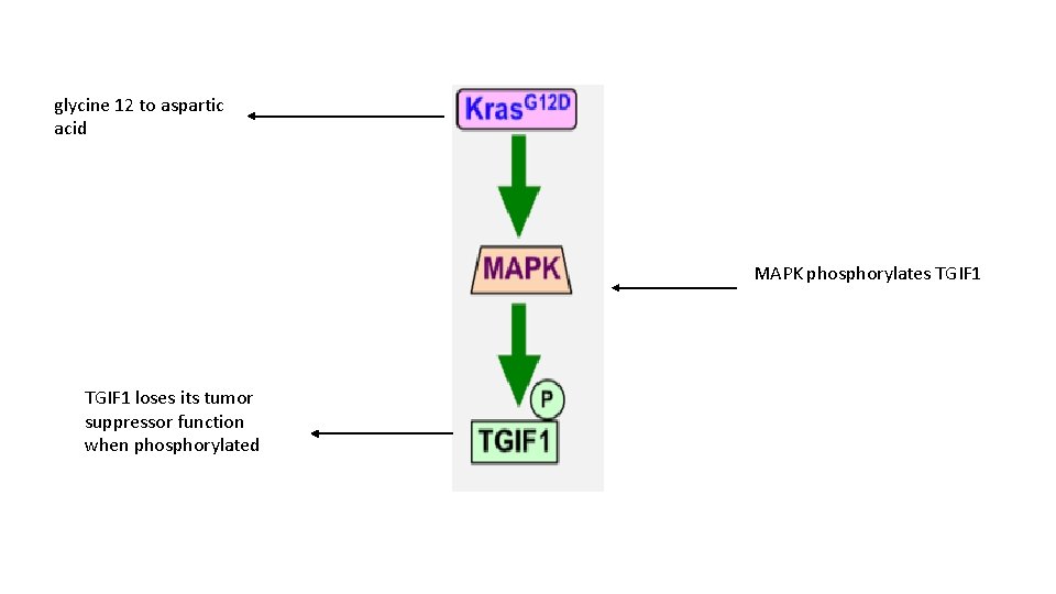 glycine 12 to aspartic acid MAPK phosphorylates TGIF 1 loses its tumor suppressor function