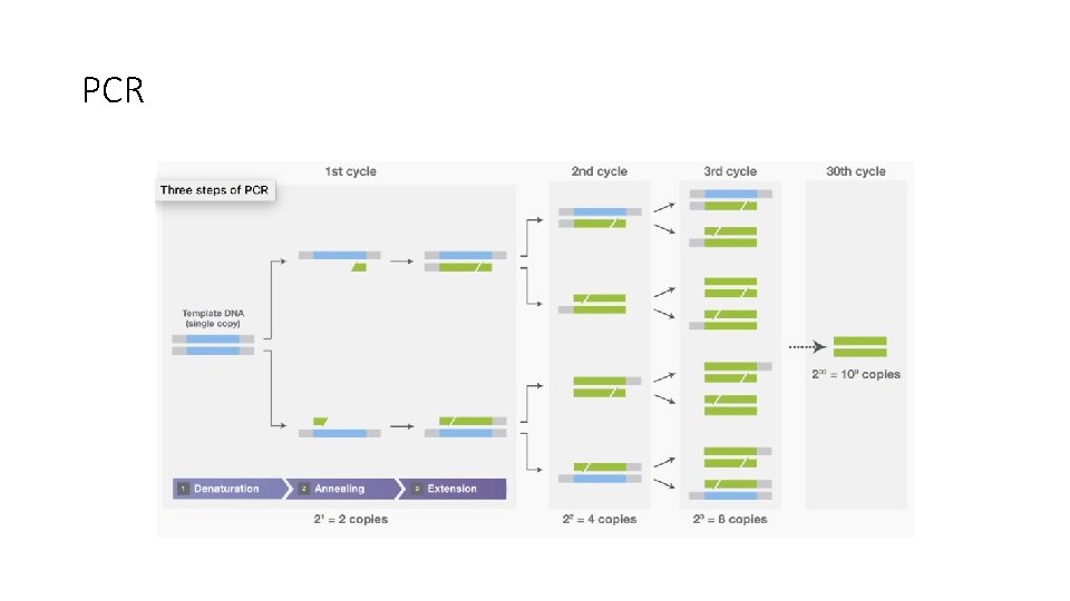 PCR 