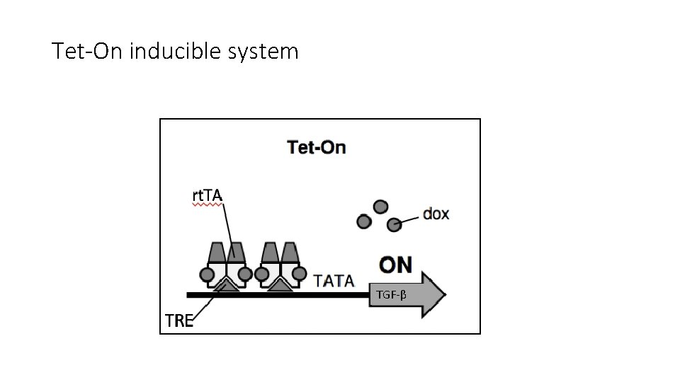 Tet-On inducible system TGF-β 