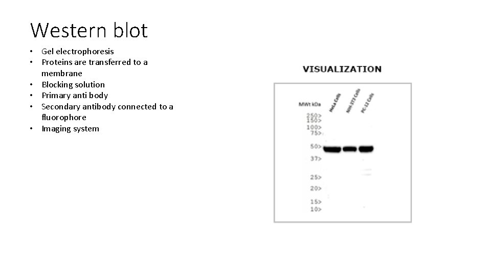 Western blot • Gel electrophoresis • Proteins are transferred to a membrane • Blocking