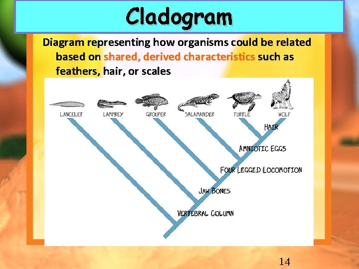 Cladogram Diagram representing how organisms could be related based on shared, derived characteristics such