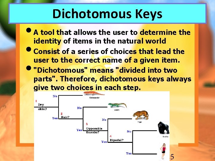 Dichotomous Keys • A tool that allows the user to determine the identity of