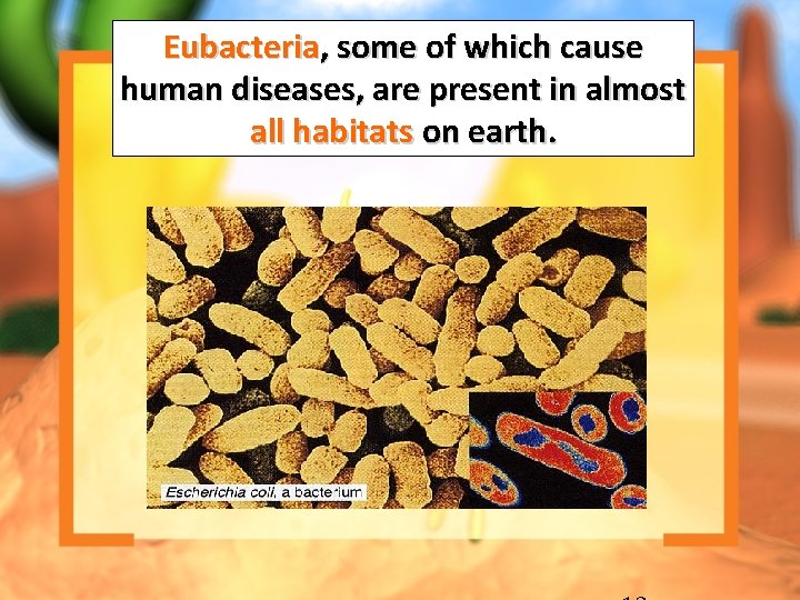 Eubacteria, some of which cause human diseases, are present in almost all habitats on