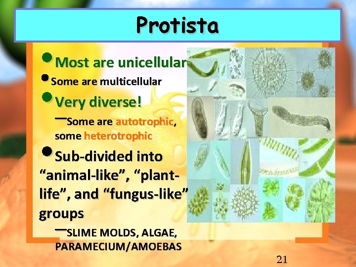 Protista • Most are unicellular • • Very diverse! Some are multicellular –Some are