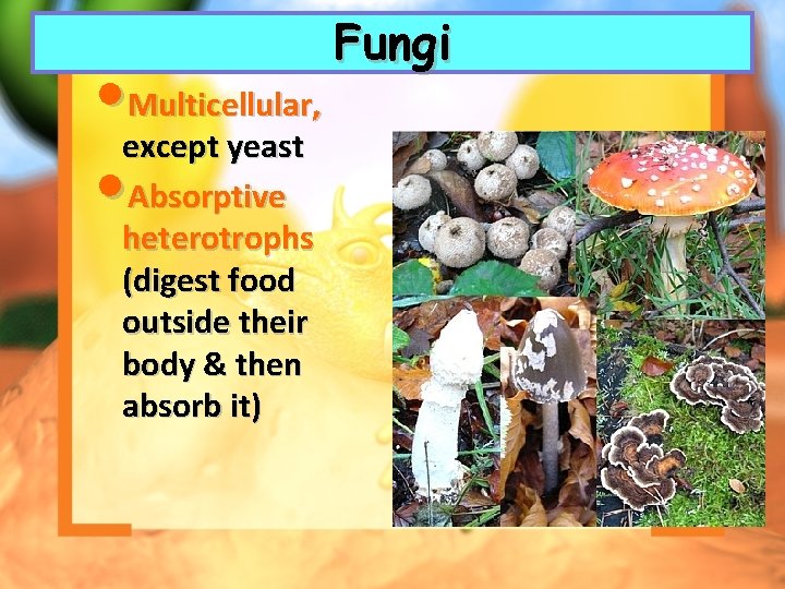  • Multicellular, except yeast • Absorptive heterotrophs (digest food outside their body &