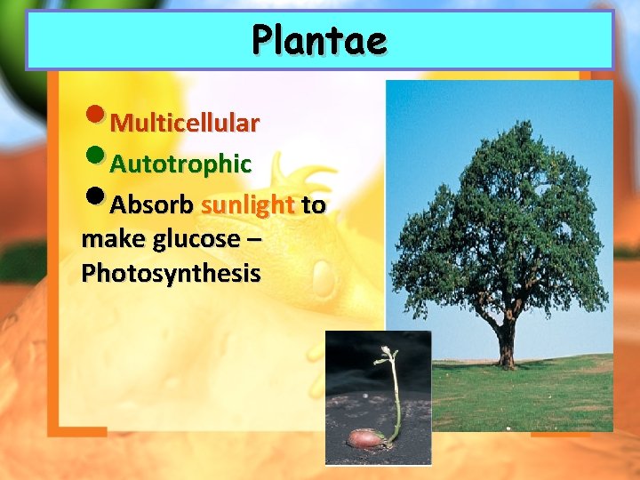 Plantae • Multicellular • Autotrophic • Absorb sunlight to make glucose – Photosynthesis 