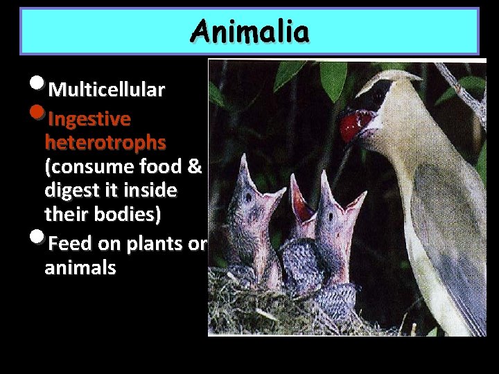 Animalia • Multicellular • Ingestive heterotrophs (consume food & digest it inside their bodies)