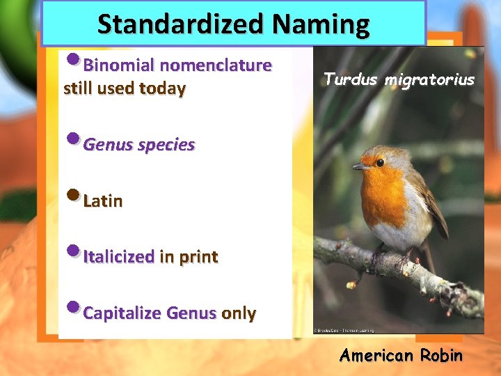 Standardized Naming • Binomial nomenclature still used today Turdus migratorius • Genus species •