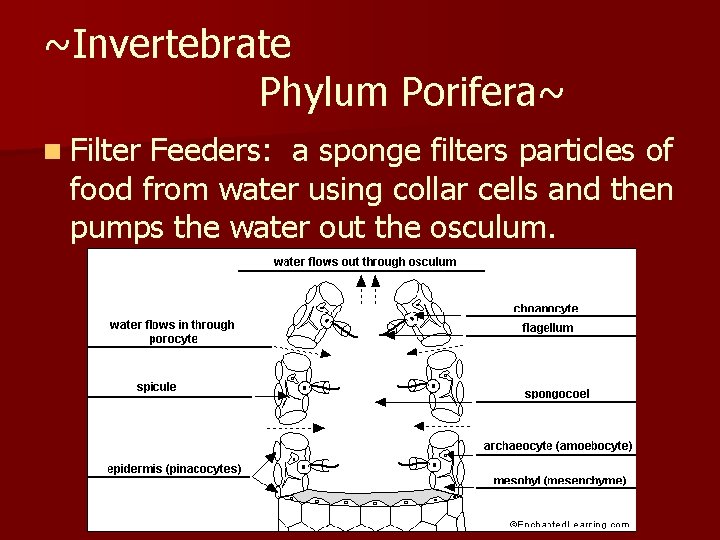 ~Invertebrate Phylum Porifera~ n Filter Feeders: a sponge filters particles of food from water