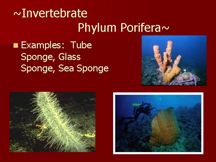 ~Invertebrate Phylum Porifera~ n Examples: Tube Sponge, Glass Sponge, Sea Sponge 