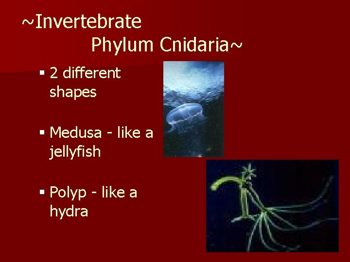 ~Invertebrate Phylum Cnidaria~ § 2 different shapes § Medusa - like a jellyfish §