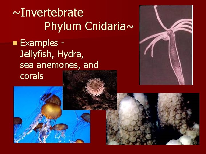 ~Invertebrate Phylum Cnidaria~ n Examples Jellyfish, Hydra, sea anemones, and corals 