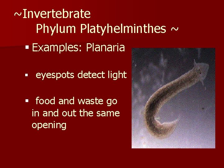 ~Invertebrate Phylum Platyhelminthes ~ § Examples: Planaria § eyespots detect light § food and