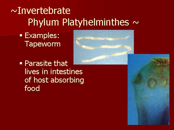 ~Invertebrate Phylum Platyhelminthes ~ § Examples: Tapeworm § Parasite that lives in intestines of