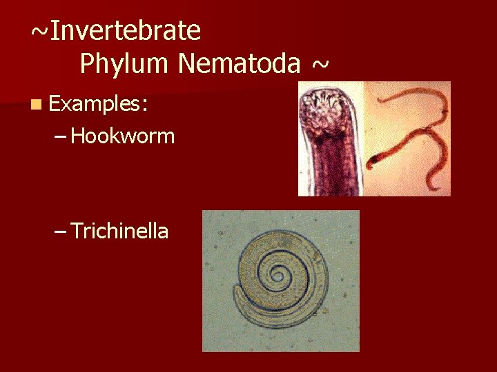 ~Invertebrate Phylum Nematoda ~ n Examples: – Hookworm – Trichinella 