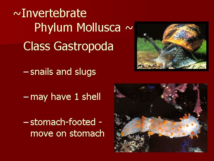~Invertebrate Phylum Mollusca ~ Class Gastropoda – snails and slugs – may have 1