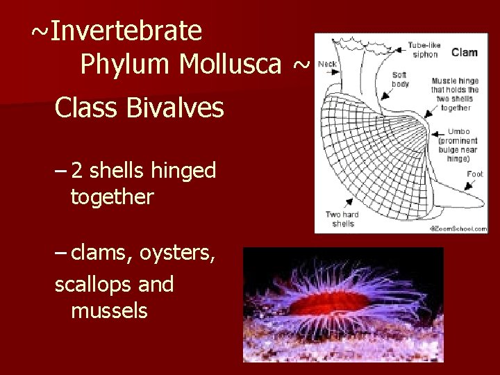 ~Invertebrate Phylum Mollusca ~ Class Bivalves – 2 shells hinged together – clams, oysters,