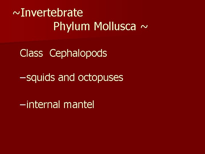 ~Invertebrate Phylum Mollusca ~ Class Cephalopods – squids and octopuses – internal mantel 