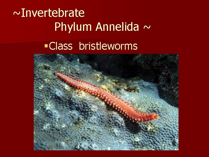 ~Invertebrate Phylum Annelida ~ § Class bristleworms 