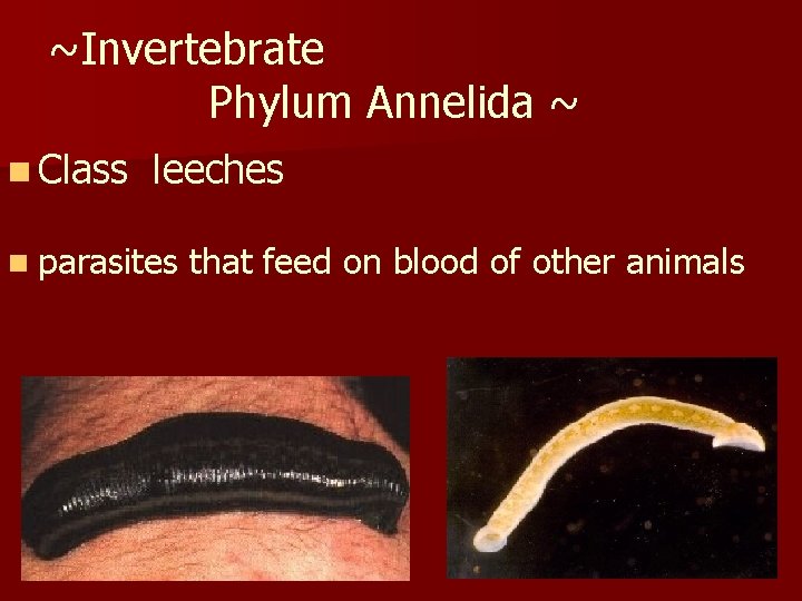 ~Invertebrate Phylum Annelida ~ n Class leeches n parasites that feed on blood of