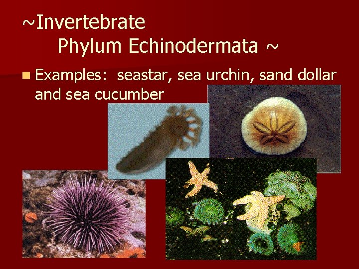 ~Invertebrate Phylum Echinodermata ~ n Examples: seastar, sea urchin, sand dollar and sea cucumber